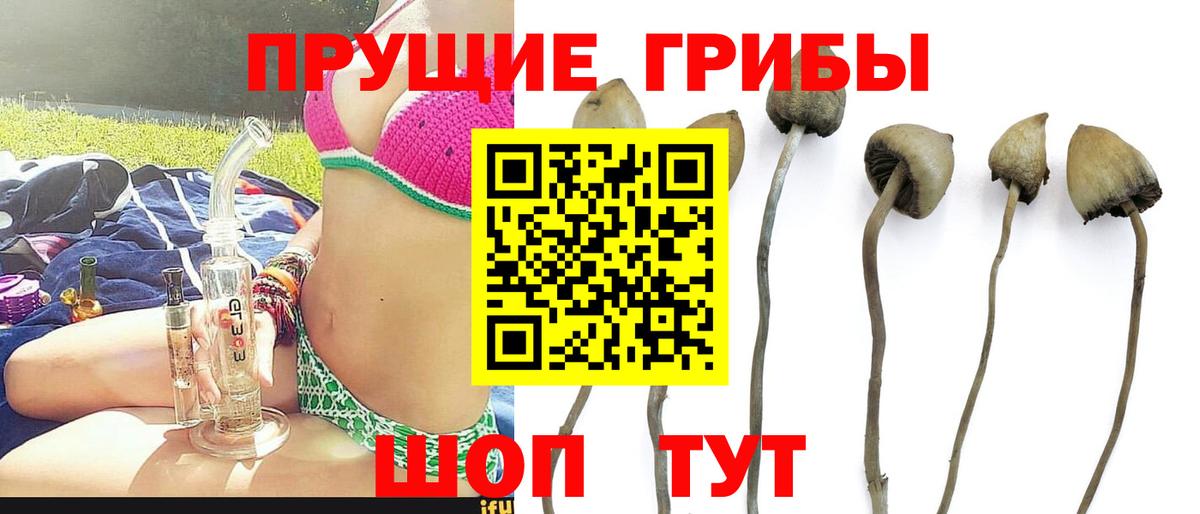 Псилоцибиновые грибы мицелий  Вход с VPN  Псилоцибиновые грибы Cubensis  Красноармейск 